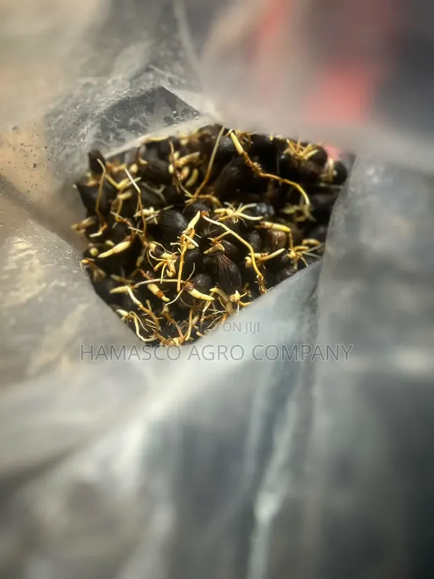 Oil Palm Seeds (Supergene & Tenera) - 1