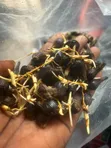 Oil Palm Seeds (Supergene & Tenera) - 2