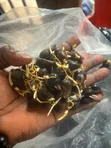 Oil Palm Seeds (Supergene & Tenera) - 3