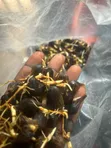 Oil Palm Seeds (Supergene & Tenera) - 5