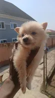 American Eskimo Puppy - 1-3 Months Old - 2