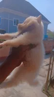 American Eskimo Puppy - 1-3 Months Old - 3