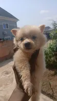American Eskimo Puppy - 1-3 Months Old - 4