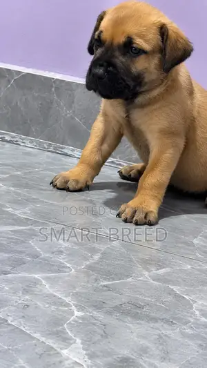 Purebred Boerboel Male Puppy (1-3 Months)