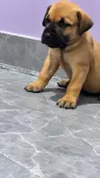 Purebred Boerboel Male Puppy (1-3 Months) - 1