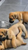 Purebred Boerboel Male Puppy (1-3 Months) - 2