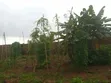 100ft x 50ft Fenced Land for Sale, Agbor Road Bypass, Iguomon - 5