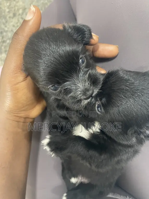 Purebred Lhasa Apso Puppy (0-1 Month) - 1