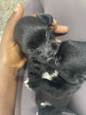 Purebred Lhasa Apso Puppy (0-1 Month)
