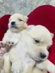 Purebred Lhasa Apso Puppy (0-1 Month) - 2