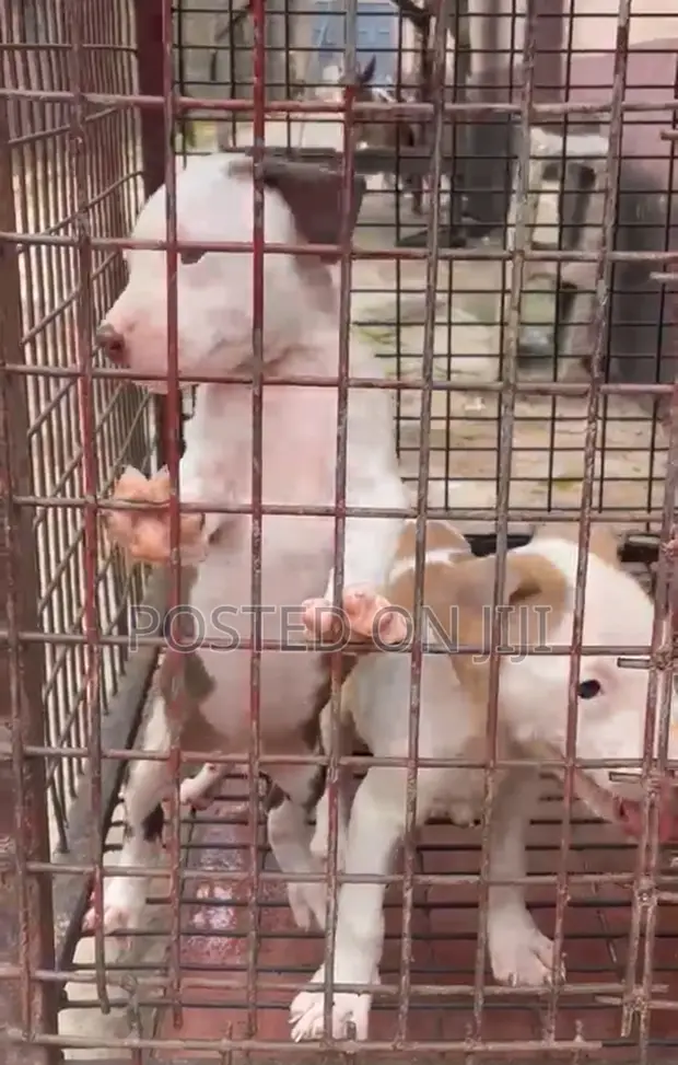 Male American Pit Bull Terrier Puppy - 1-3 Months - 1