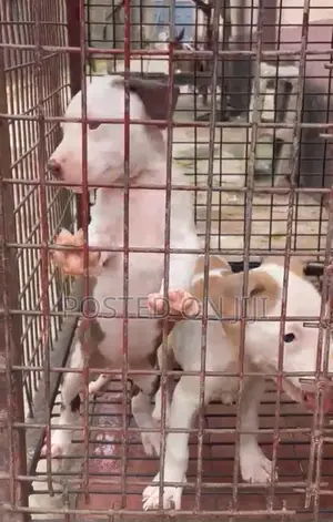 Male American Pit Bull Terrier Puppy - 1-3 Months