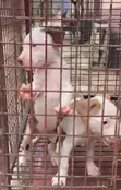 Male American Pit Bull Terrier Puppy - 1-3 Months - 1