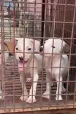 Male American Pit Bull Terrier Puppy - 1-3 Months - 2