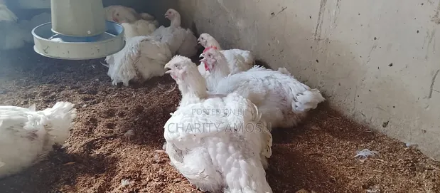 Dressed Broiler Chicken - 1