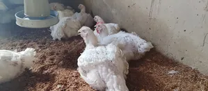 Dressed Broiler Chicken