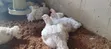 Dressed Broiler Chicken - 1