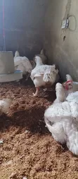 Dressed Broiler Chicken - 2