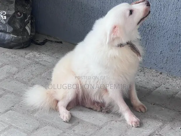 Purebred American Eskimo Female, 2.5 Years Old - 1