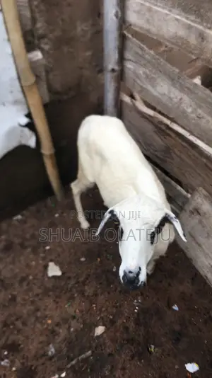 Rago Mai Lafiya - Ya Haihu Sau Daya