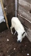 Rago Mai Lafiya - Ya Haihu Sau Daya - 1