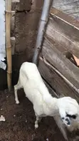 Rago Mai Lafiya - Ya Haihu Sau Daya - 2