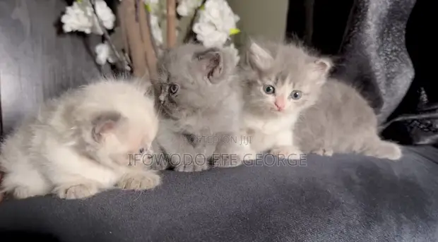 Purebred Persian Kittens (1-3 Months) - 1