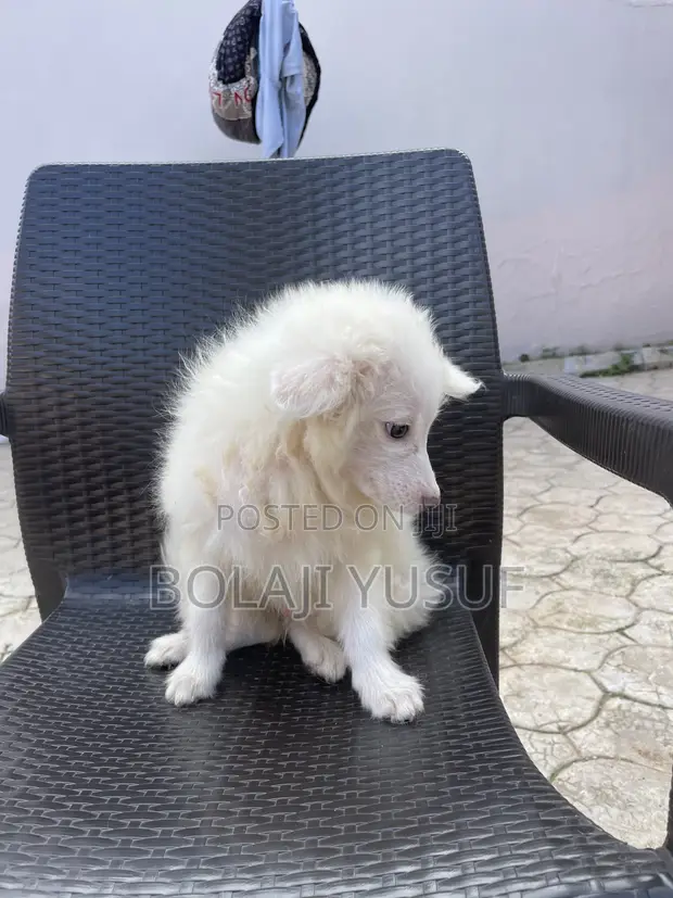 American Eskimo Male Puppy - 1