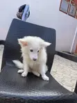 American Eskimo Male Puppy - 2