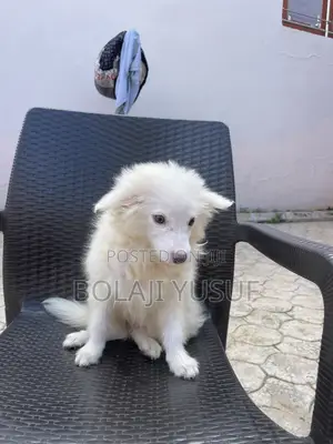 American Eskimo Male Puppy