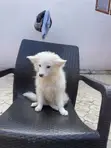 American Eskimo Male Puppy - 4