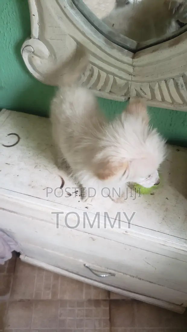 Purebred American Eskimo Puppy - 9 Weeks Old - 1
