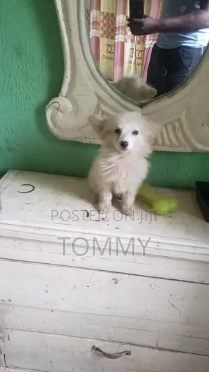 Zuriya Mai Tsarki Ta American Eskimo Puppy - Makonni 9