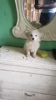 Zuriya Mai Tsarki Ta American Eskimo Puppy - Makonni 9 - 2