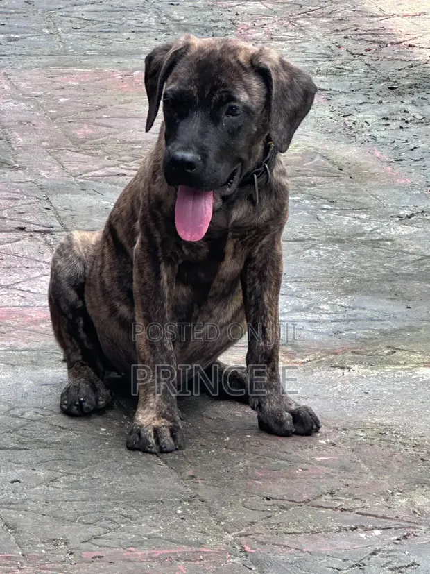 Purebred Boerboel Puppy, 3 Months Old - 1