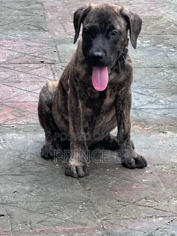 Purebred Boerboel Puppy - Male, 1-3 Months - 1