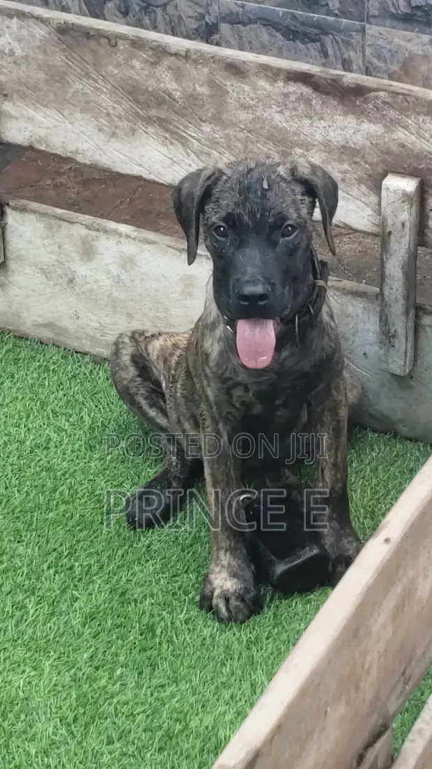 Zuriya Boerboel Puppy - Wata 1-3 Tsoho - 1