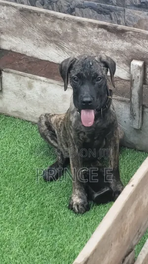 Zuriya Boerboel Puppy - Wata 1-3 Tsoho