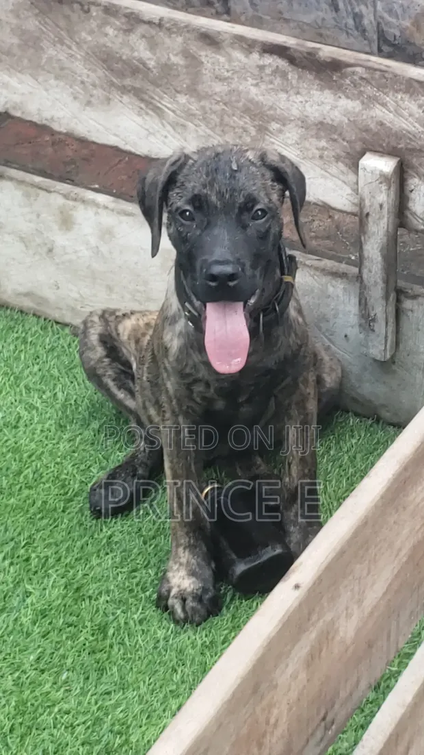 Purebred Boerboel Puppy - 1-3 Months Old - 1