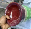Pepper Soup Plates for Rent - 2