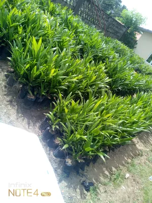 Supergene Malaysia Oil Palm Seeds