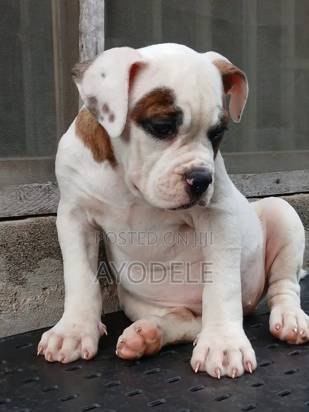 Zuriya ɗan kwikwiyo na American Bulldog (Wata 1-3) - 1