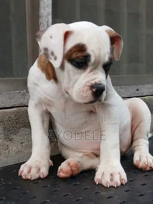 Zuriya ɗan kwikwiyo na American Bulldog (Wata 1-3)