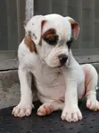 Zuriya ɗan kwikwiyo na American Bulldog (Wata 1-3) - 1