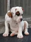 Zuriya ɗan kwikwiyo na American Bulldog (Wata 1-3) - 2