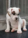 Zuriya ɗan kwikwiyo na American Bulldog (Wata 1-3) - 3