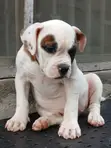 Zuriya ɗan kwikwiyo na American Bulldog (Wata 1-3) - 4