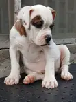 Zuriya ɗan kwikwiyo na American Bulldog (Wata 1-3) - 5