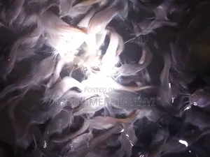 Catfish Fingerlings & Juveniles Available