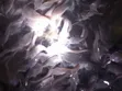 Catfish Fingerlings & Juveniles Available - 1